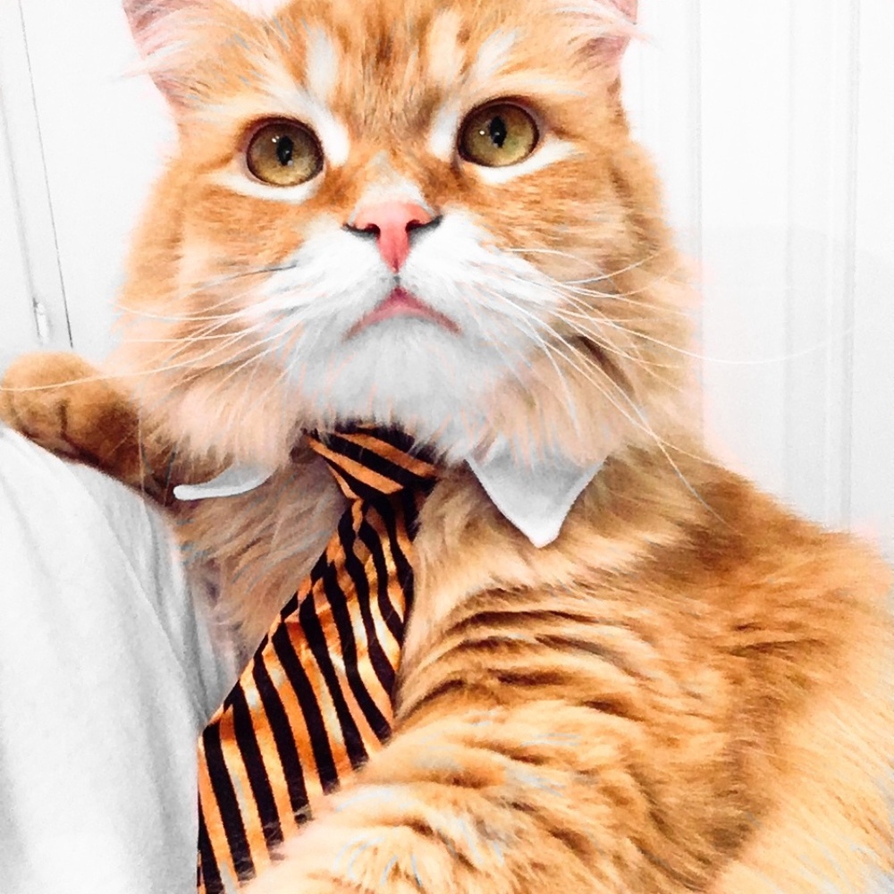 Meet your Posher, Samson